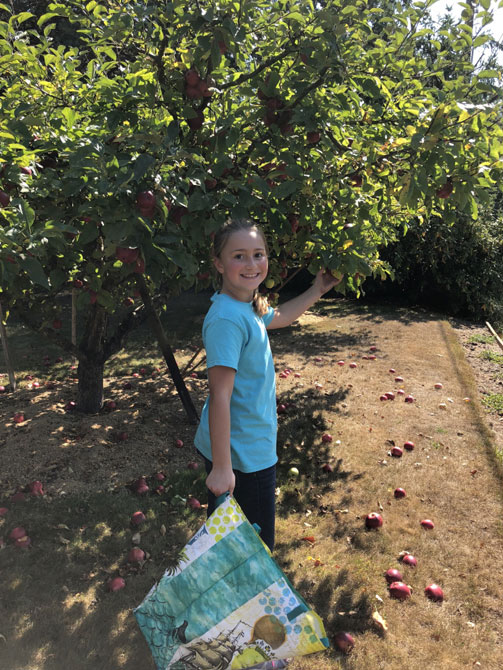 apples